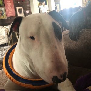 Meet your Posher, Cohen